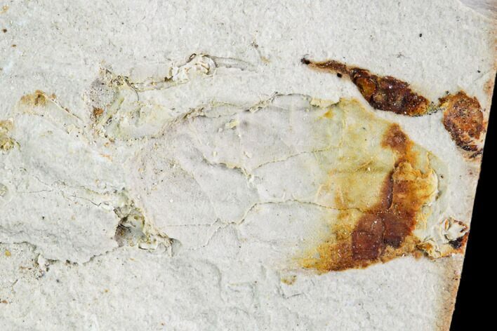Partial Fossil Pea Crab (Pinnixa) From California - Miocene #105027